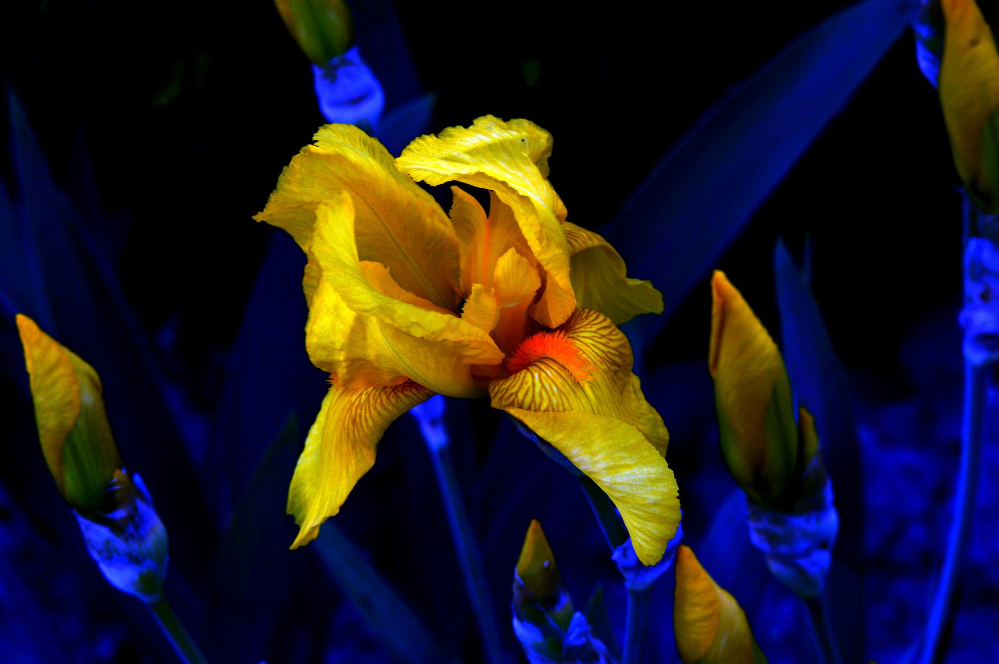 Yellow Iris flower